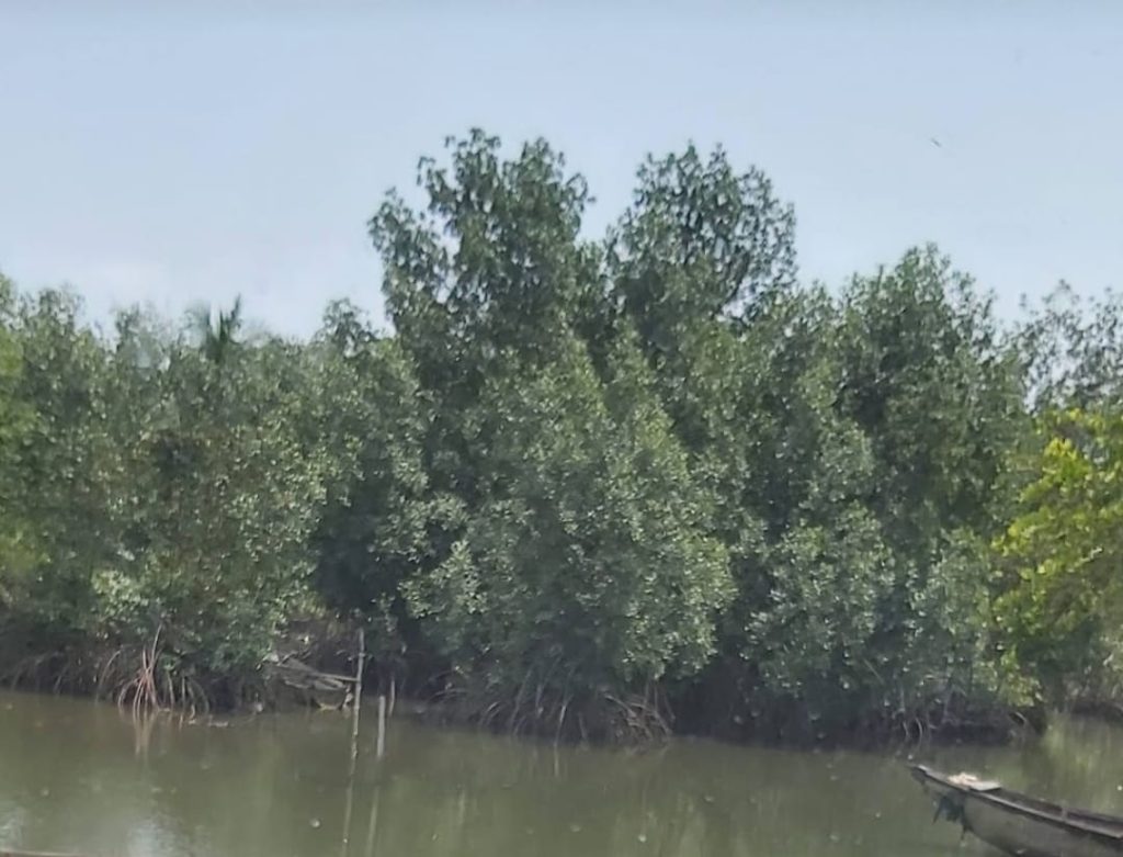 Niger Delta Mangrove